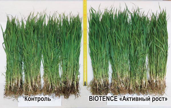 biotens2