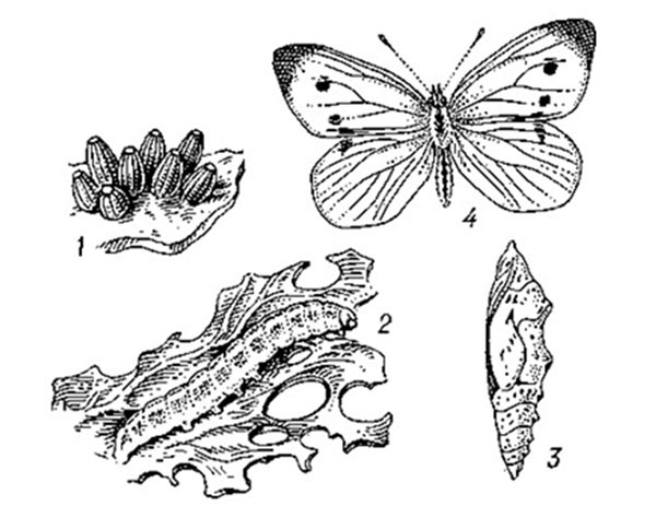 babochka kapustnitsa