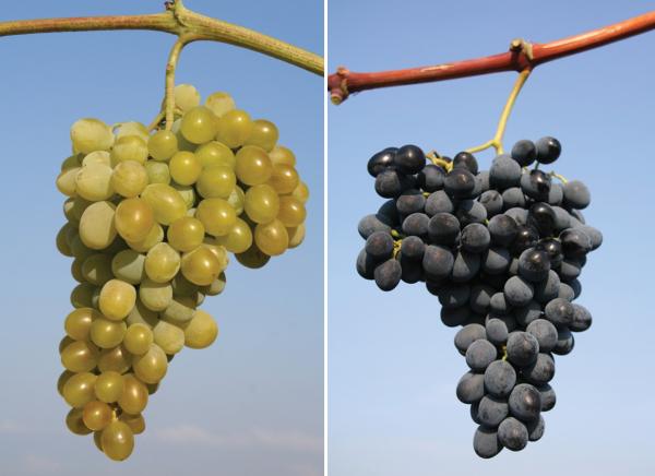 Столовые сорта винограда для выращивания в Краснодарском крае - ГазетаАгропром Юг