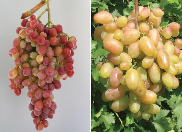 сорта винограда для краснодарского края с фото и описанием