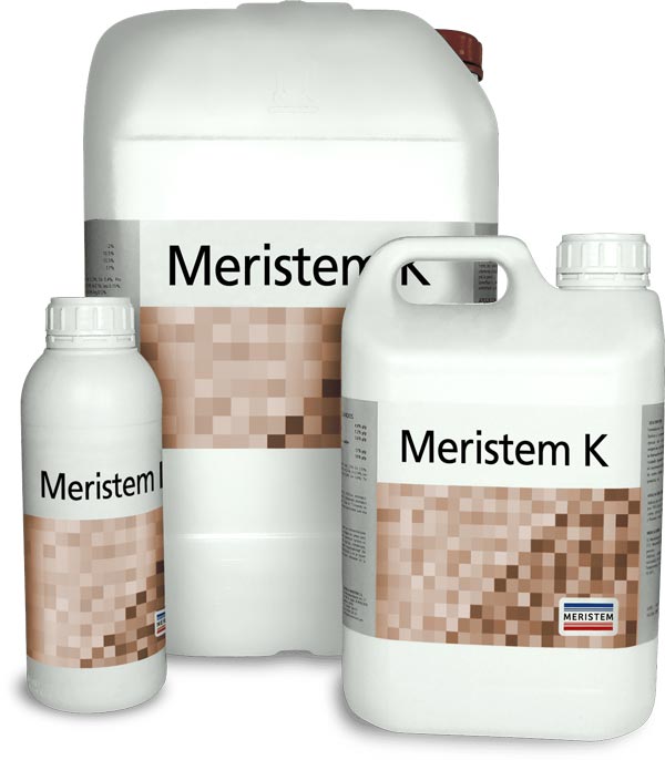 meristem