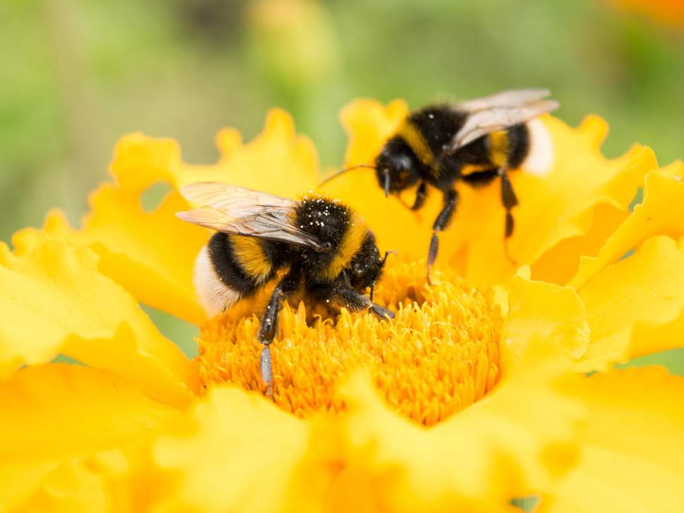 bumblebees flowers