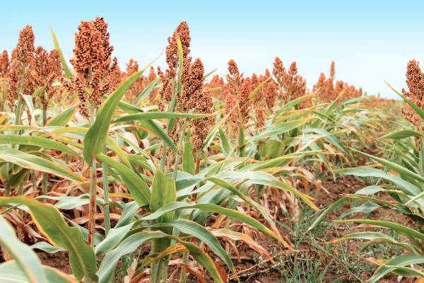 sorgo