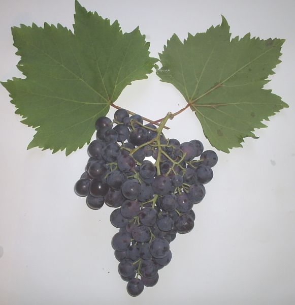 Применения винограда